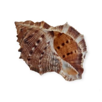 Tüskés kagyló 4-7 cm