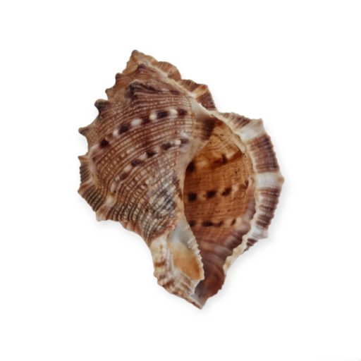 Tüskés kagyló 4-7 cm