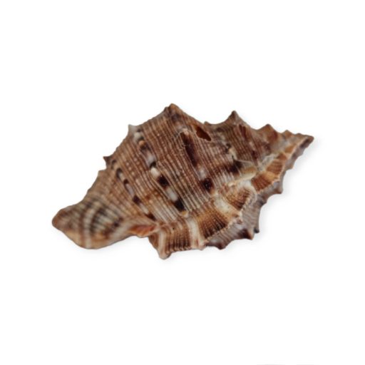 Tüskés kagyló 4-7 cm