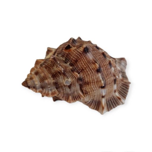Tüskés kagyló 4-7 cm